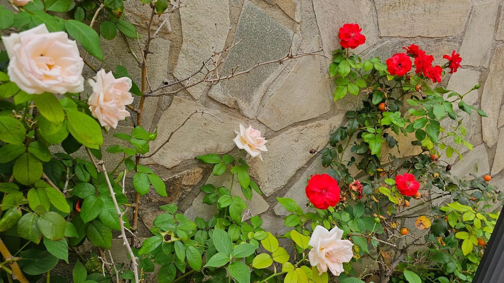 Bed and breakfast Villa Rosa Palermo
