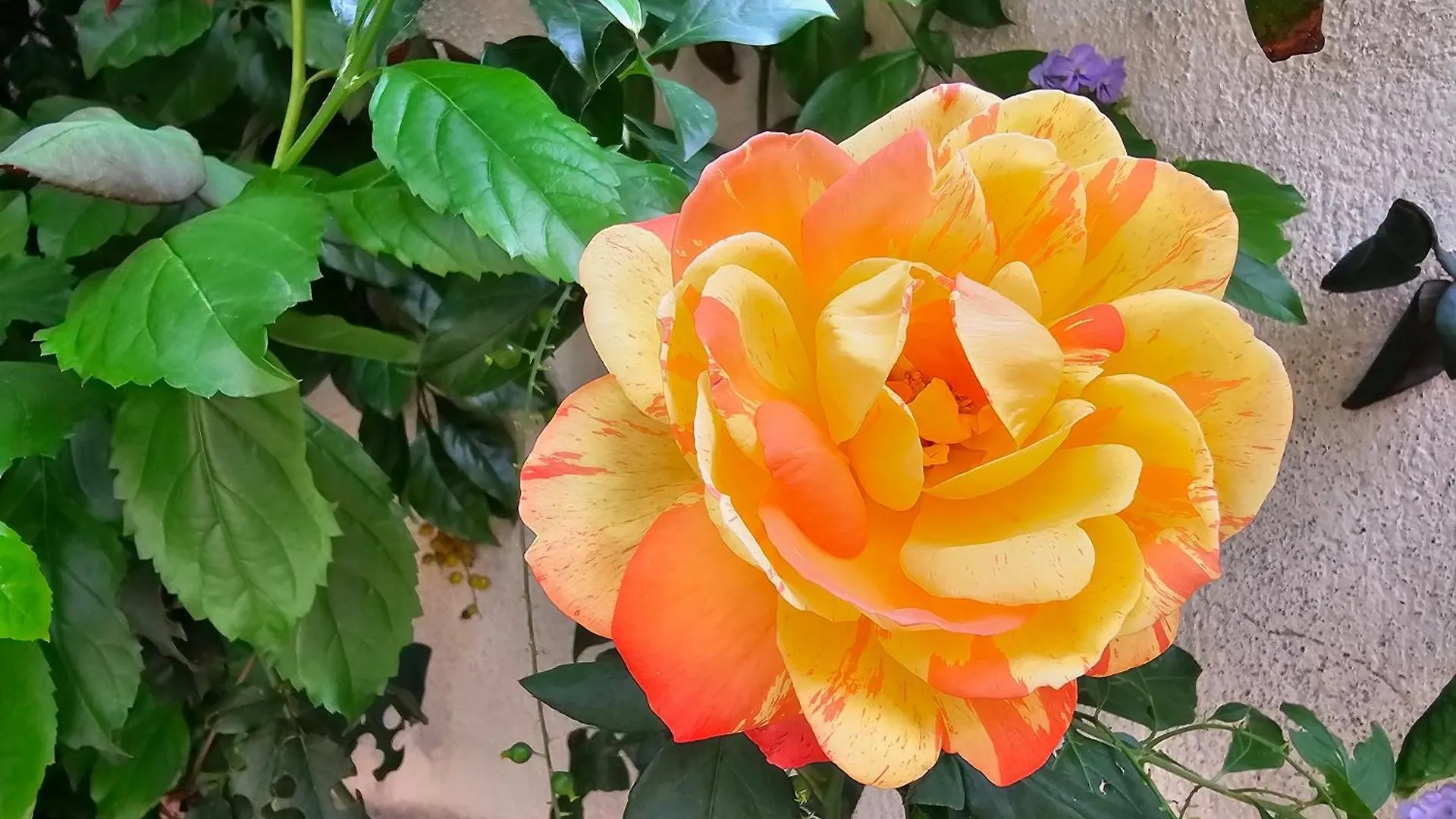 Villa Rosa Palermo Italy