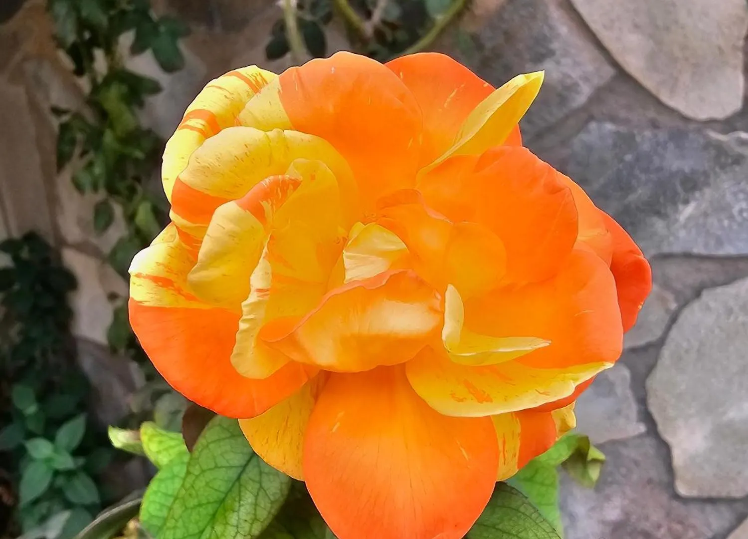 Villa Rosa Palermo 0*,